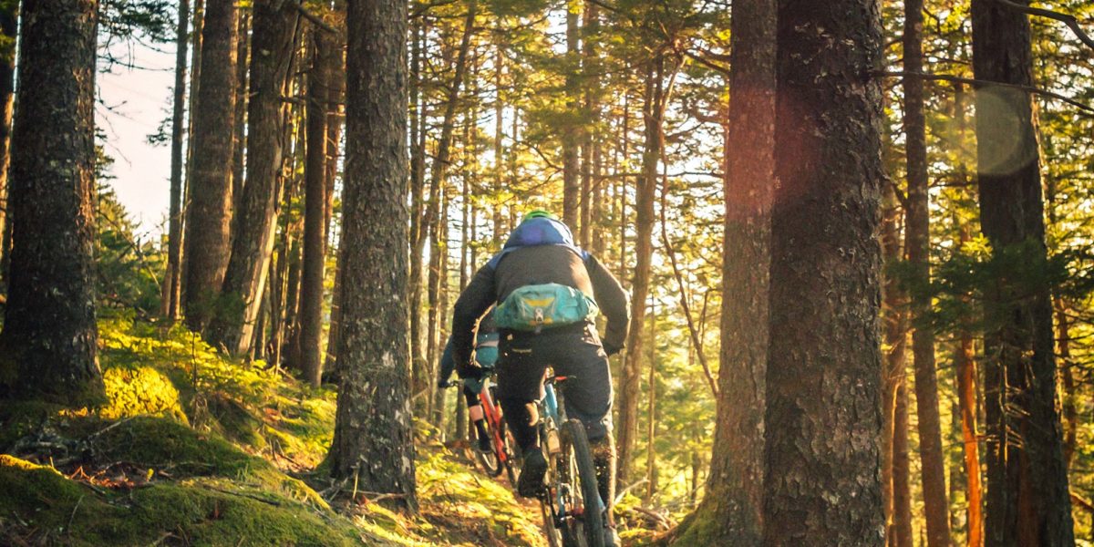 Image of mountain biker in forest